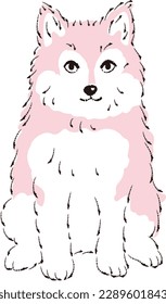 Pomsky illustration (Pomeranian and Siberian Husky mix dog)