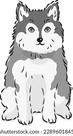 Pomsky illustration (Pomeranian and Siberian Husky mix dog)