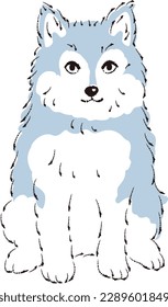 Pomsky illustration (Pomeranian and Siberian Husky mix dog)