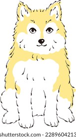 Pomsky illustration (Pomeranian and Siberian Husky mix dog)