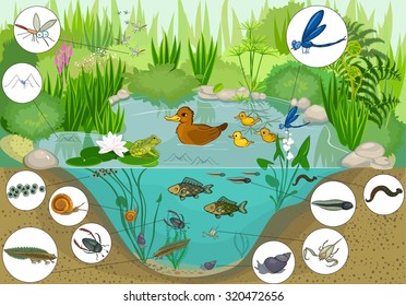 4,926 Freshwater lake ecosystem Images, Stock Photos & Vectors ...