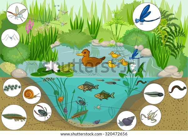 Pond Stock Vector (Royalty Free) 320472656 | Shutterstock