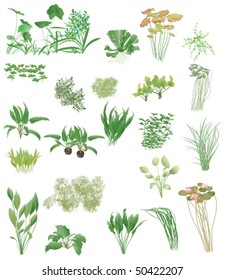 Aquatic Plants Images Stock Photos Vectors Shutterstock