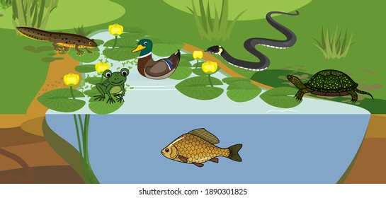 Pond biotope with different animals (bird, reptile, fish, amphibians) in their natural habitat