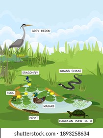 Pond biotope with different animals (bird, reptile and amphibians) in their natural habitat