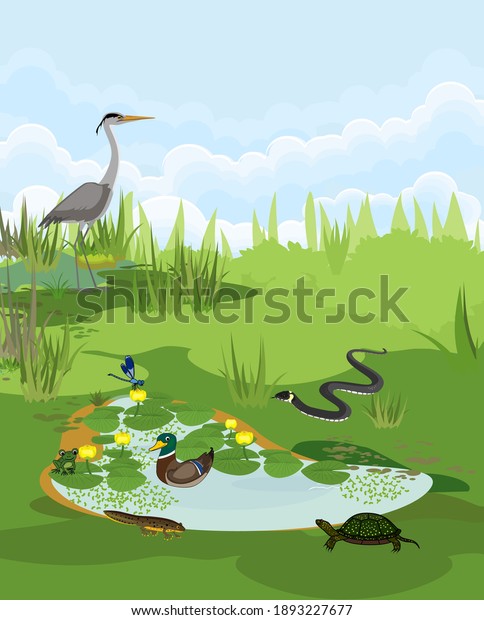Pond biotope with different animals\
(bird, reptile, amphibians) in their natural\
habitat