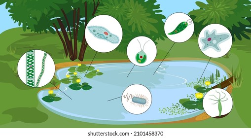 Pond biotope with microscopic unicellular organisms: protozoa (Paramecium caudatum, Amoeba proteus, Chlamydomonas, Euglena viridis), green algae (Chlorella, Spirogyra) and bacteria