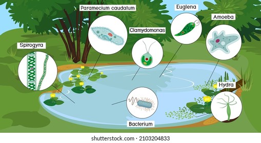 Pond biotope with microscopic unicellular organisms: protozoa (Paramecium caudatum, Amoeba proteus, Chlamydomonas, Euglena viridis), green algae (Chlorella, Spirogyra) and bacteria