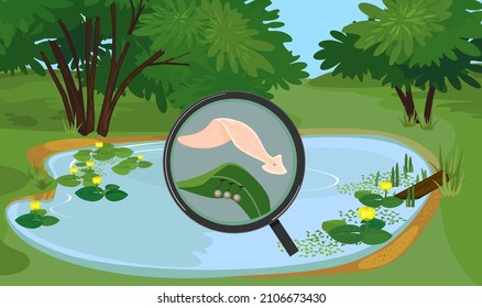 Pond biotope with planarian Dendrocoelum lacteum with cocoons attached to green leaf under magnifying glass