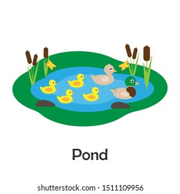 Pond with ducks in cartoon style, pond card for kid, preschool activity for children, vector illustration