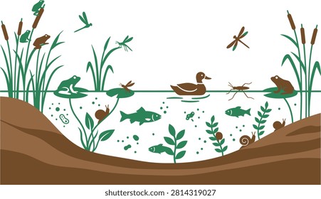 Pond ecosystem cross section with aquatic flora and fauna ecosystem wildlife environment illustration underwater dragonfly organism biodiversity creature landscape educational