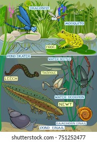 Pond ecosystem. Different pond inhabitants with titles