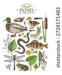 Pond ecosystem hand drawn vector poster
