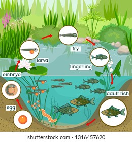 Pond Ecosystem Life Cycle Fish Sequence Stock Vector (Royalty Free ...