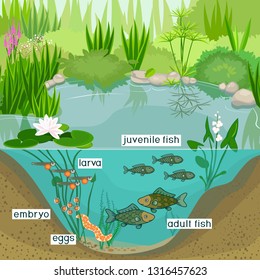 Pond Ecosystem Life Cycle Fish Sequence Stock Vector (Royalty Free ...