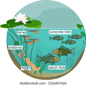 Pond Ecosystem Life Cycle Fish Sequence Stock Vector (Royalty Free ...