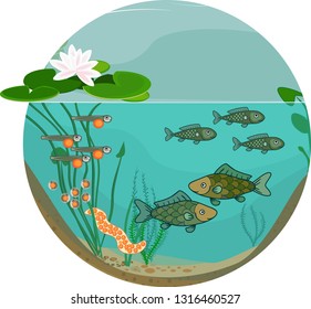 Pond ecosystem and life cycle of fish. Sequence of stages of development of fish from egg (roe) to adult animal