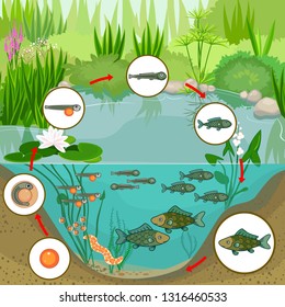 Pond Ecosystem Life Cycle Fish Sequence Stock Vector (Royalty Free ...