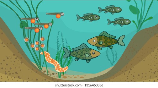 Pond ecosystem and life cycle of fish. Sequence of stages of development of fish from egg (roe) to adult animal