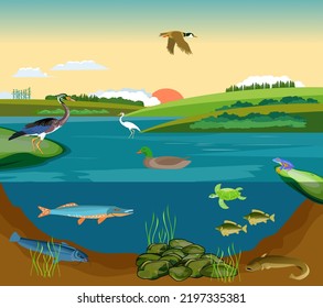 Pond Ecosystem Underwater Pond Landscape Fishes Stock Vector (Royalty ...