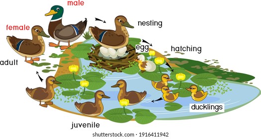 Pond with life cycle of wild ducks (mallard or Anas platyrhynchos). Blue pond overgrown with yellow water-lily and stages of development of wild duck (mallard) from egg to duckling and adult bird