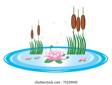 Pond with lily and water reeds. Illustration on white background