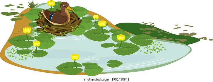 Pond overgrown with flowering yellow water-lily (Nuphar lutea) with green leaves and female wild duck (mallard or Anas platyrhynchos) in nest