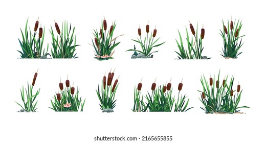 Pond reed. Cartoon green swamp and river plant, water weed with foliage. Vector lake botany graphic template, isolated set. Riverside vegetation with flower blossom and stones, wild nature