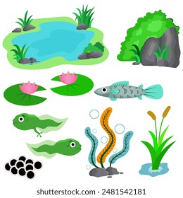 Pond rock Grass Lotus tadpoles fish seaweed reed. Ecology of pond cartoon, cute illustration 