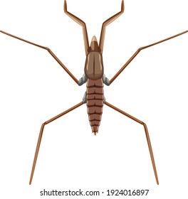 Pond skater beetle isolated on white background illustration
