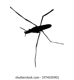 Pond Skater (Gerridae) Standing On an Upper View Silhouette Found In Map Of Asia, Eurasia, And Europe. Good To Use For Element Print Book, Animal Book and Animal Content