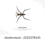 Pond skater vector art for wall decoration. realistic animal images. Hand drawn Insect animal isolated. for research, room decoration, events, etc