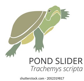 Ilustración vectorial verde de tortuga deslizante de estanqueidad. Tortuga aislada en un fondo blanco. Magnífico y adorable animal exótico. Hermoso reptil acuático salvaje o semiacuático. 