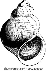 Pond Snail is a species of large air-breathing freshwater snail in the family Lymnaeidae, vintage line drawing or engraving illustration.