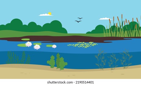 pond with water lilies and reeds