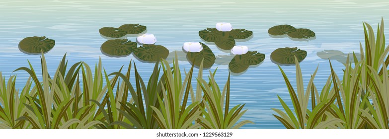 A pond with white water lilies and high coastal grass. Wildlife of America and Europe. Realistic Vector Landscape