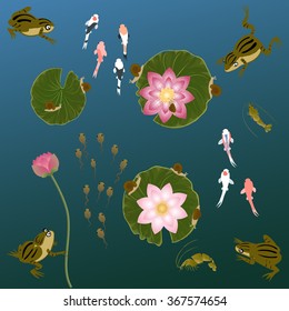 pond with whitebait carp fishes water lilies and  frog