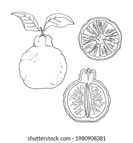 Ponkan Vector drawing of food. Citrus.