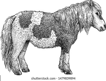 Pony illustration, drawing, engraving, ink, line art, vector

