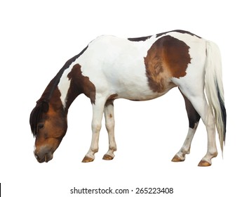 Pony isolated on white background.