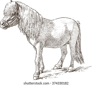 pony sketch
