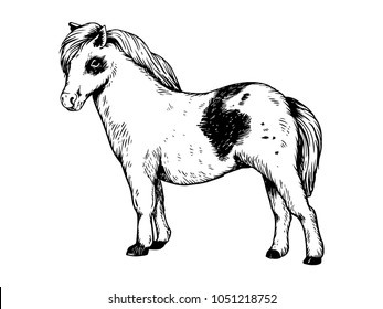 Pony small horse engraving vector illustration. Scratch board style imitation. Black and white hand drawn image.