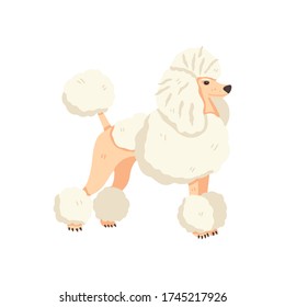 Poodle after grooming vector illustration. Flat pet care concept. Cute and fun hand drawn dog breed. Great for  animal stickers, social networks, online guide, veterinary manual, encyclopedia