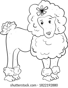 Poodle with bow on the head. Hand drawn vector illustration. Black and white image for printable 