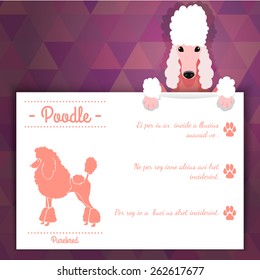 Poodle breed dog banner with text. Vector Illustration
