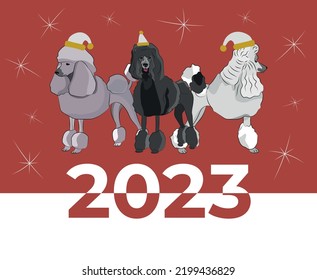 Poodle breed, dog pedigree drawing. Cute dog characters in various poses, designs for prints, adorable and cute Christmas Poodle cartoon vector set, in different poses. New year poster, winter pet