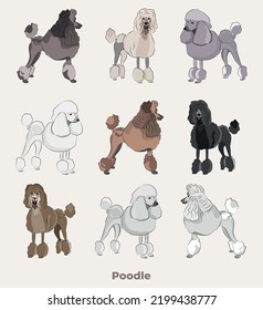 Poodle Breed, Dog Pedigree Drawing. Cute Dog Characters In Various Poses, Designs For Prints Adorable And Cute Poodle Cartoon Vector Set, In Different Poses.