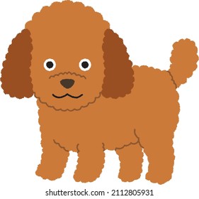 Das Poodle ist eine Art Wasserhund. Die Rasse ist in vier Sorten unterteilt, die nach Größe, Miniatur Poodle und Toy Poodle, basieren, obwohl die Sorte Medium Poodle nicht allgemein anerkannt ist. 