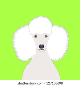 Poodle, The buddy dog