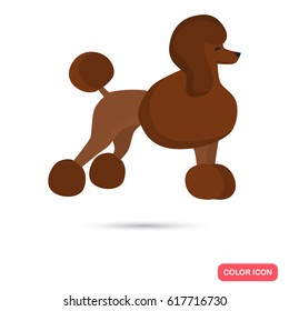 Poodle color flat icon for web and mobile design